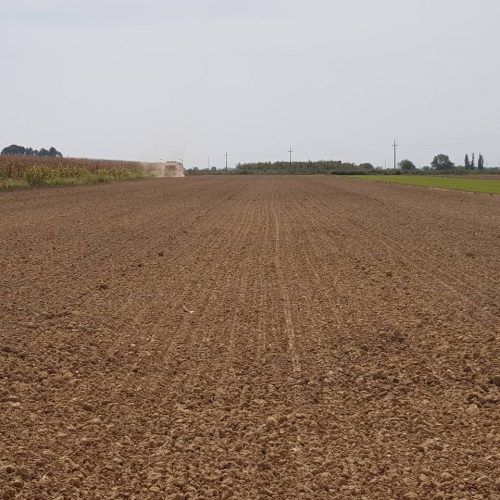 sjetva uljane repice