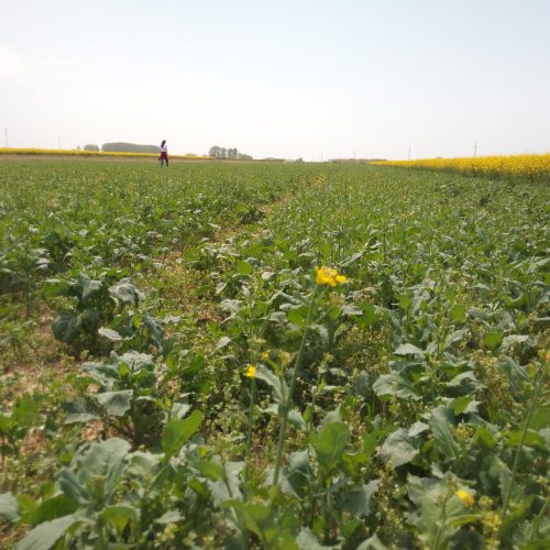 cvatnja uljane repice - kontrola