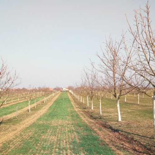 uljanja repica u voćnjaku