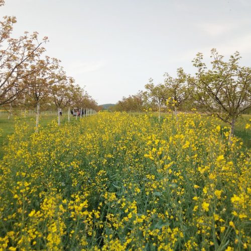 cvatnja uljane repice