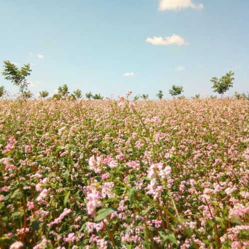 cvatnja heljde u voćnjaku