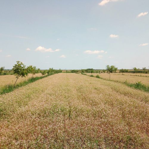 cvatnja heljde u voćnjaku