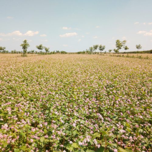 cvatnja heljde u voćnjaku