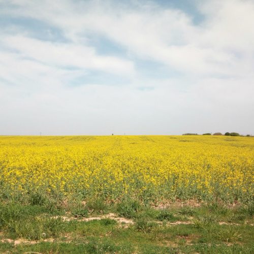 cvatnja uljane repice - kontrola