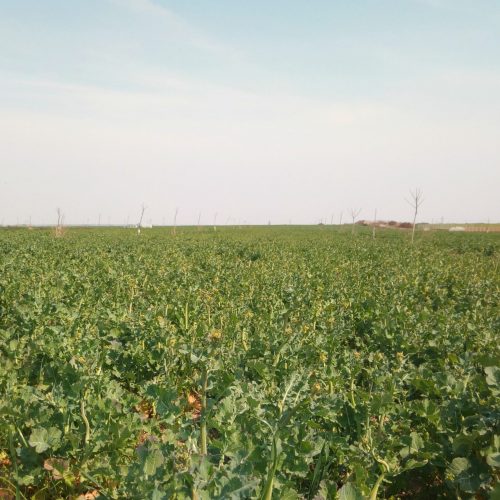 uljana repica u voćnjaku